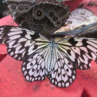 Butterfly House, Williamson Park, Lancaster
